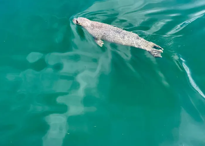 Apartment Moewennest